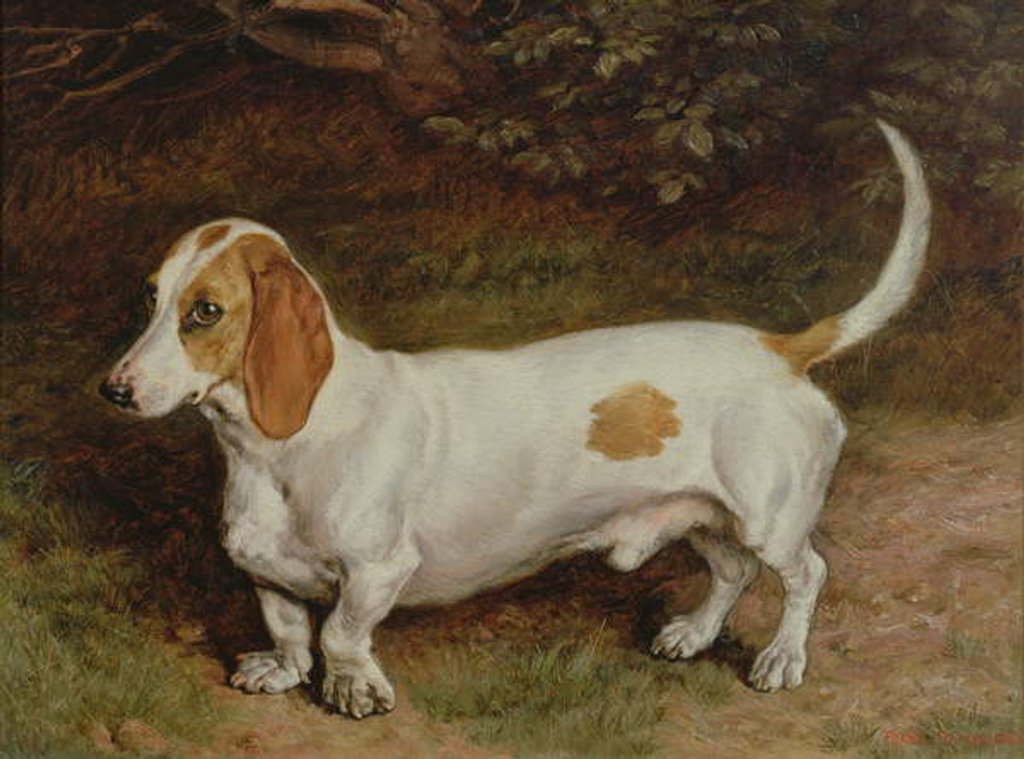 Detail of My Favourite Dachshund, 1885 by Frank Paton