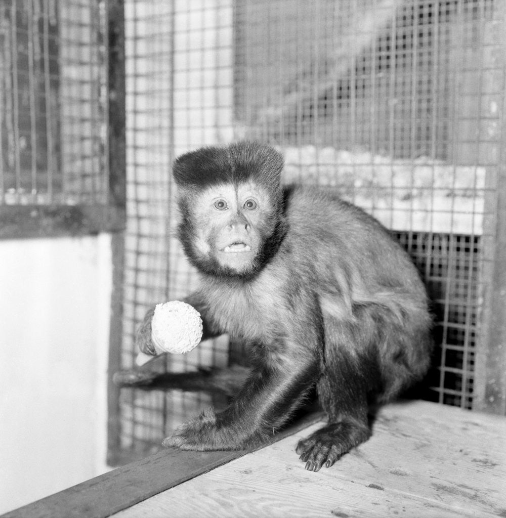 Detail of A Capucine Monkey eating an icecream cone by Anonymous