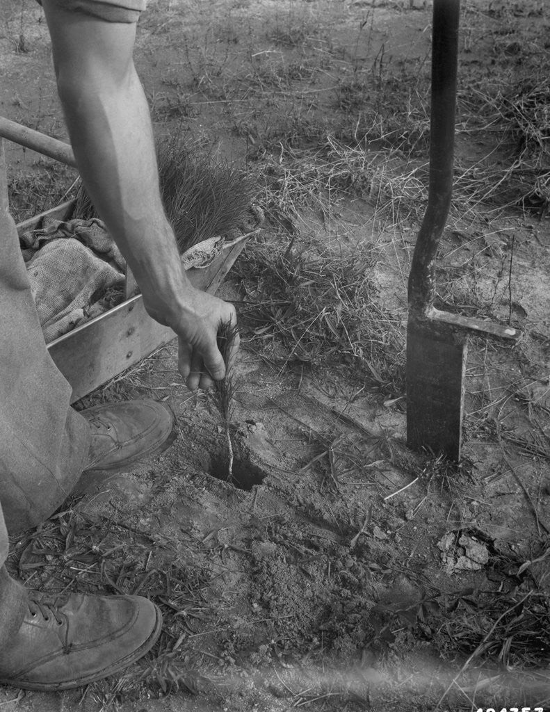 Detail of Replanting Pine Trees for Reforestation by Corbis