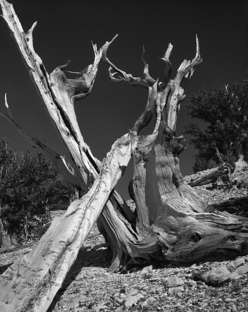 Detail of Bristlecone Pine Tree by Corbis