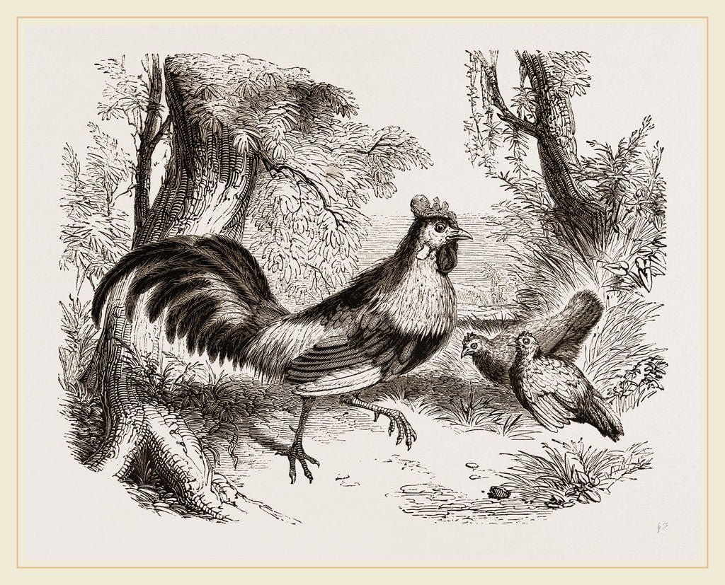 Detail of Jungle-Fowl of India by Anonymous