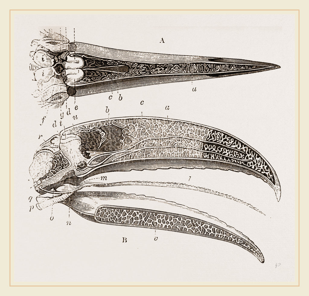 Detail of Internal Structure of Beak and Head Toucan by Anonymous