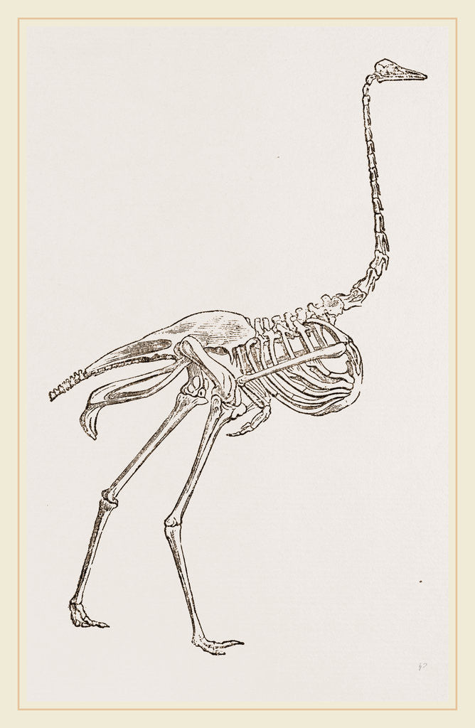 Detail of Skeleton of Ostrich by Anonymous