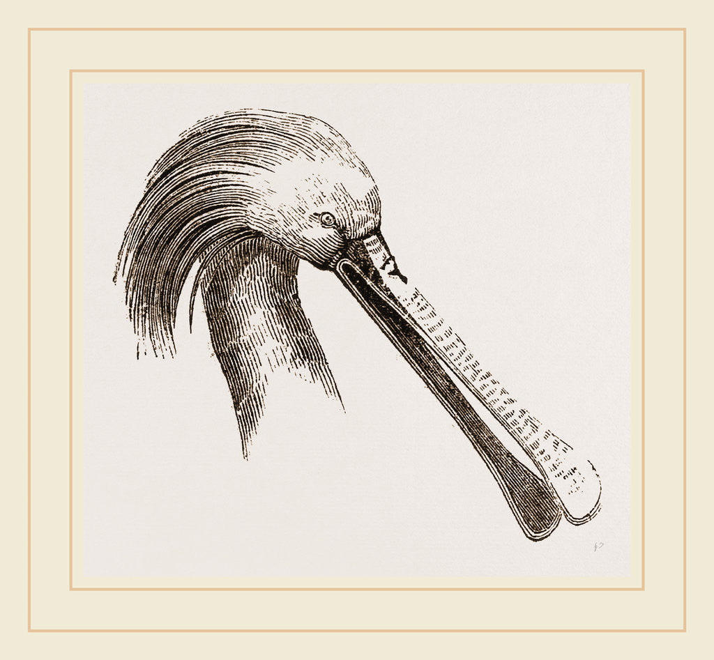 Detail of Head of Spoonbill by Anonymous