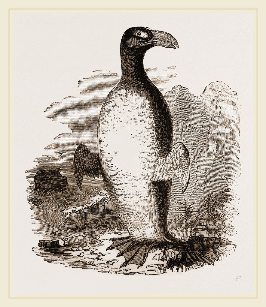 Detail of Great Auk by Anonymous