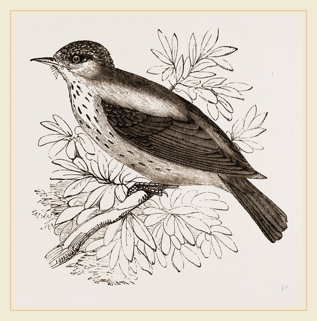 Detail of Spotted Flycatcher by Anonymous