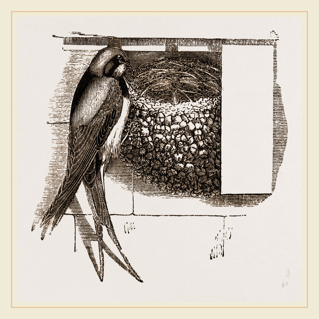 Detail of Swallow and Nest by Anonymous