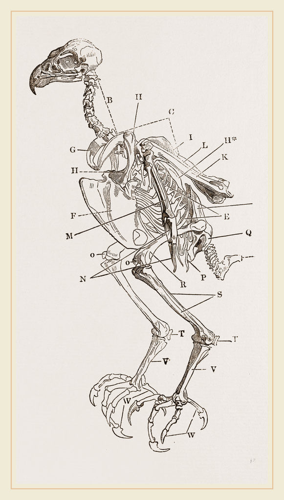 Detail of Skeleton of Hawk by Anonymous