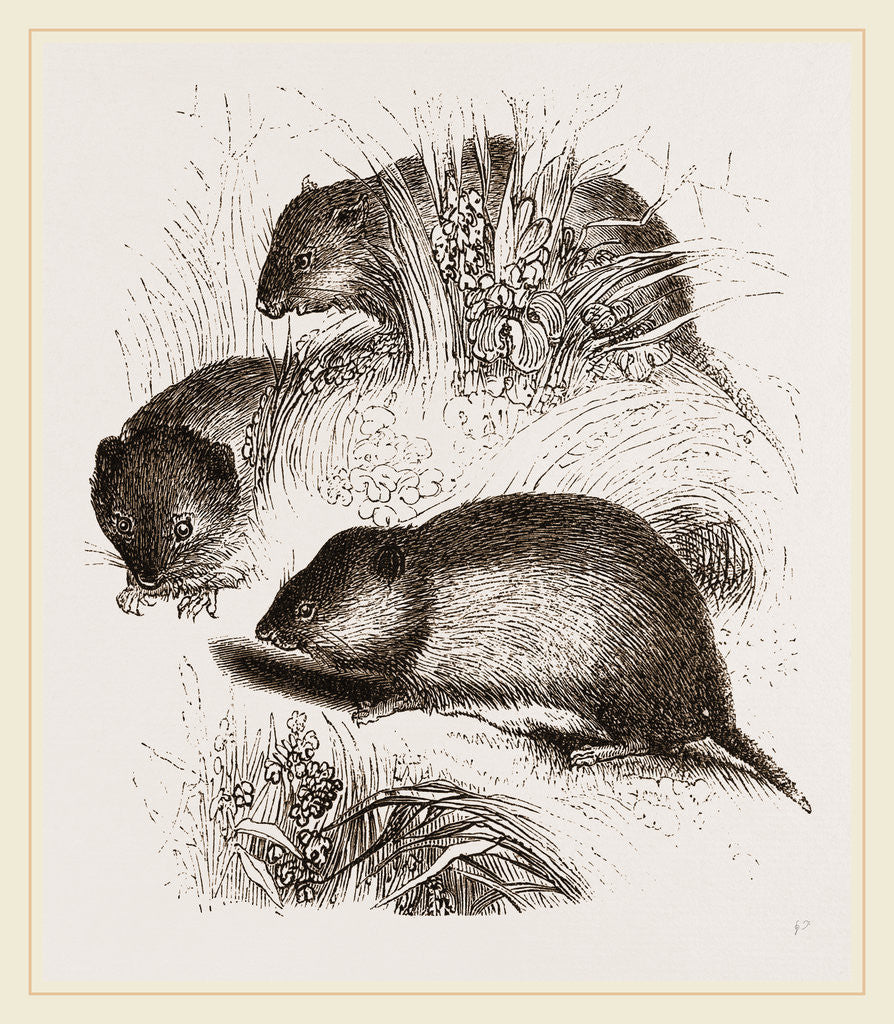 Detail of Short tailed Field Mice by Anonymous