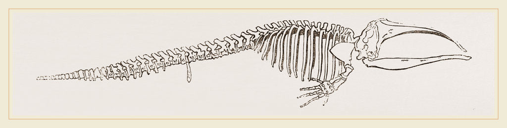 Detail of Skeleton of Greenland Whale by Anonymous