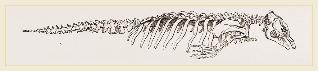 Detail of Skeleton of Manatee by Anonymous