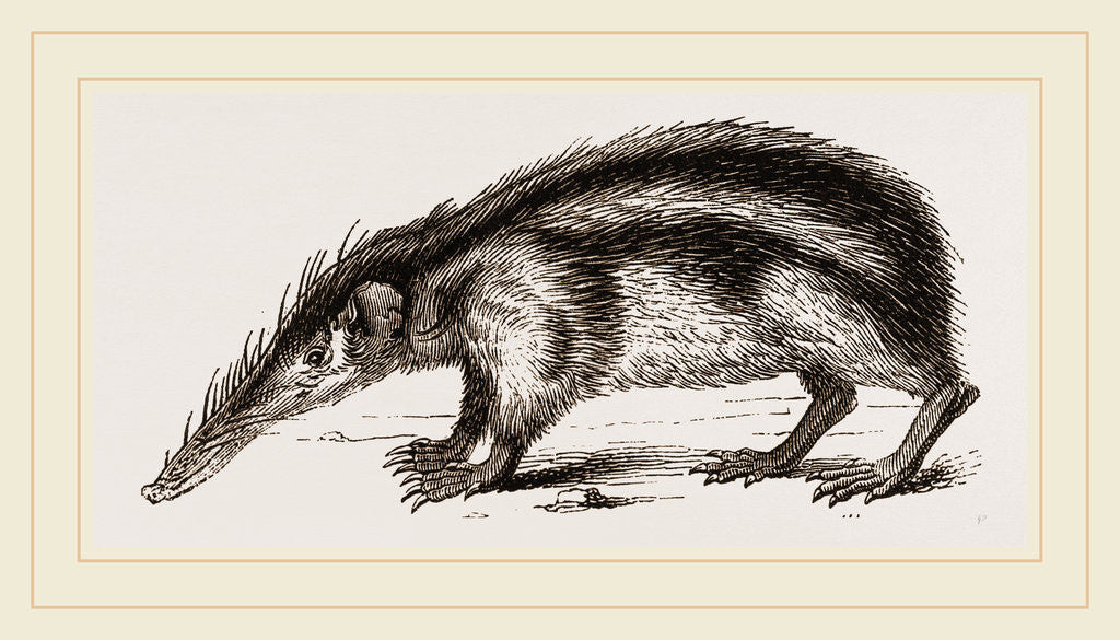 Detail of Striped Tenrec by Anonymous