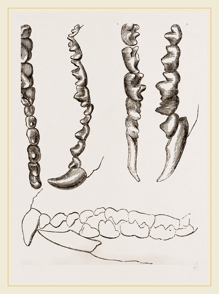 Detail of Teeth of Shrew by Anonymous