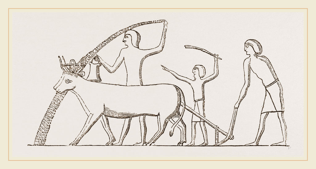 Detail of Ancient Egyptian Ploughing, Egypt by Anonymous