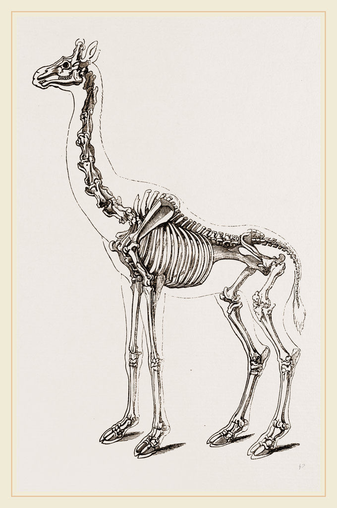 Detail of Skeleton of Giraffe by Anonymous