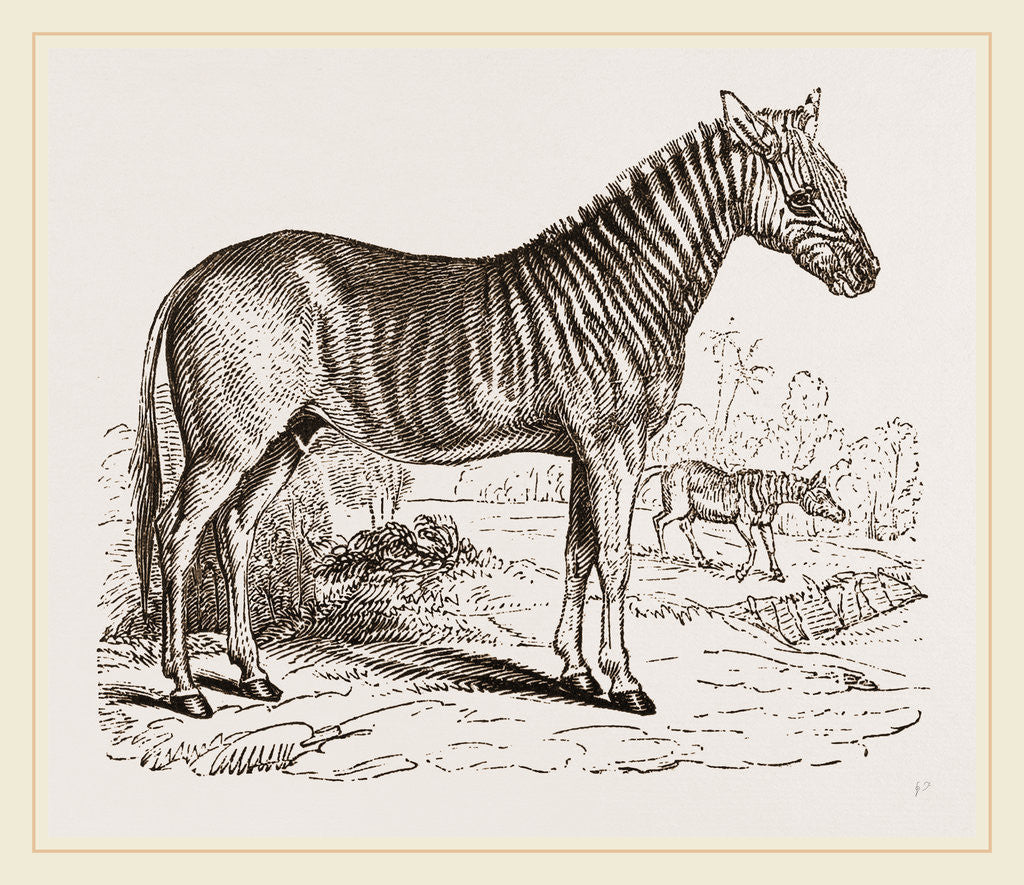 Detail of Quagga by Anonymous