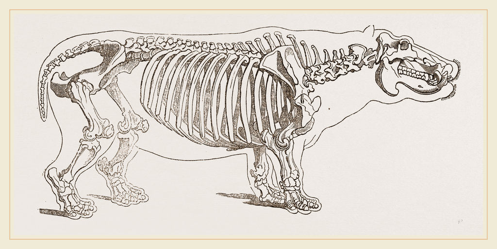 Detail of Skeleton of hippopotamus by Anonymous