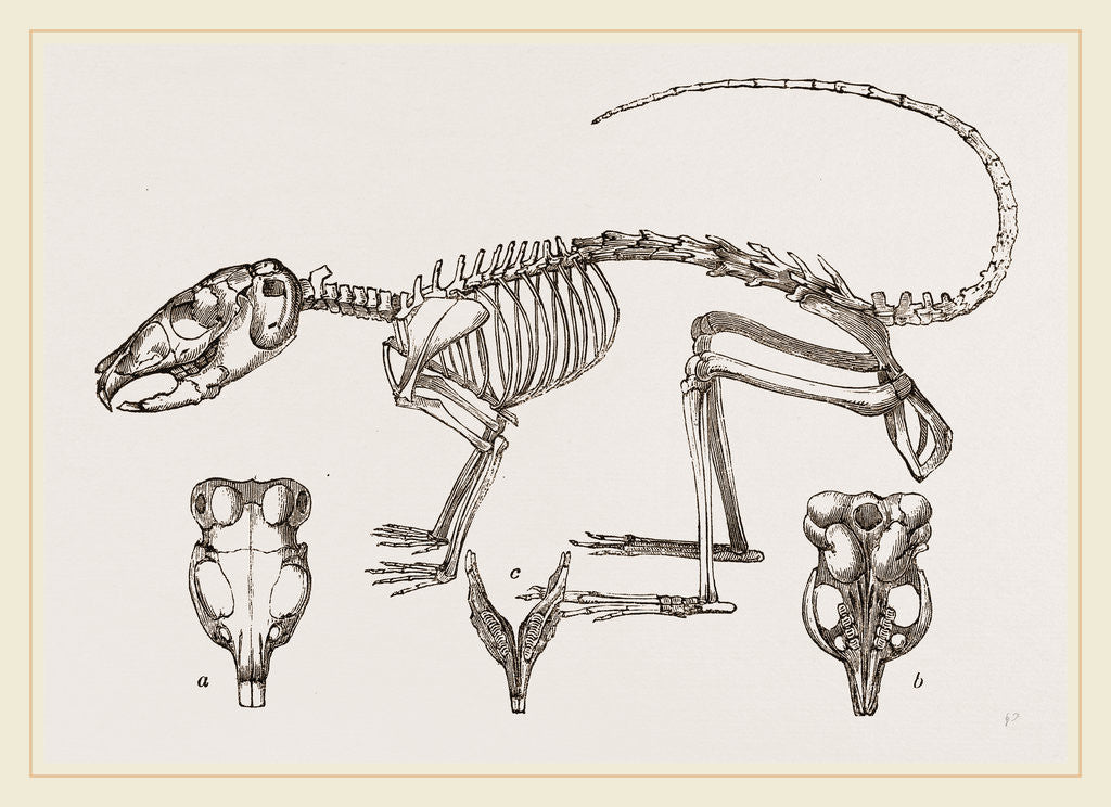 Detail of Skeleton of Chinchilla by Anonymous