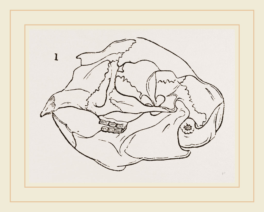 Detail of Skull of Acanthion Javanicum by Anonymous