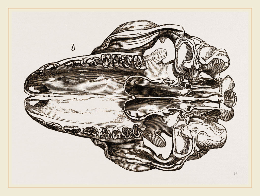 Detail of Skull of Galeopithecus Temminckii by Anonymous