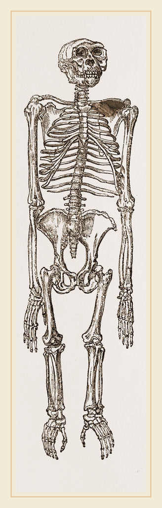 Detail of Skeleton of Chimpanzee by Anonymous