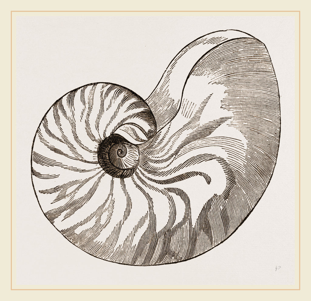 Detail of Shell of Umbilicated Nautilus by Anonymous