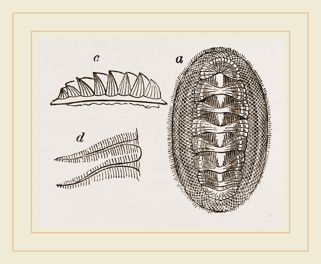 Detail of Animal of Chiton squamosus by Anonymous