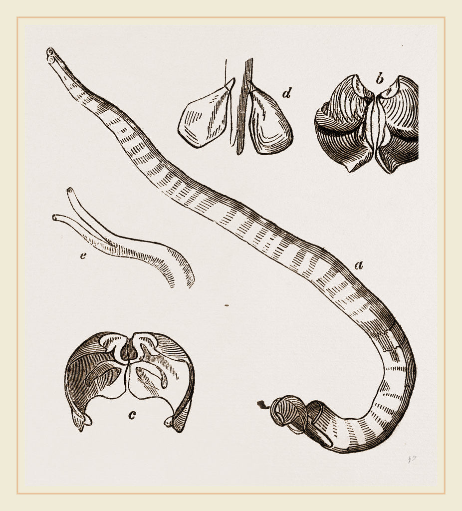 Detail of Shell and Tube of Teredo navalis by Anonymous