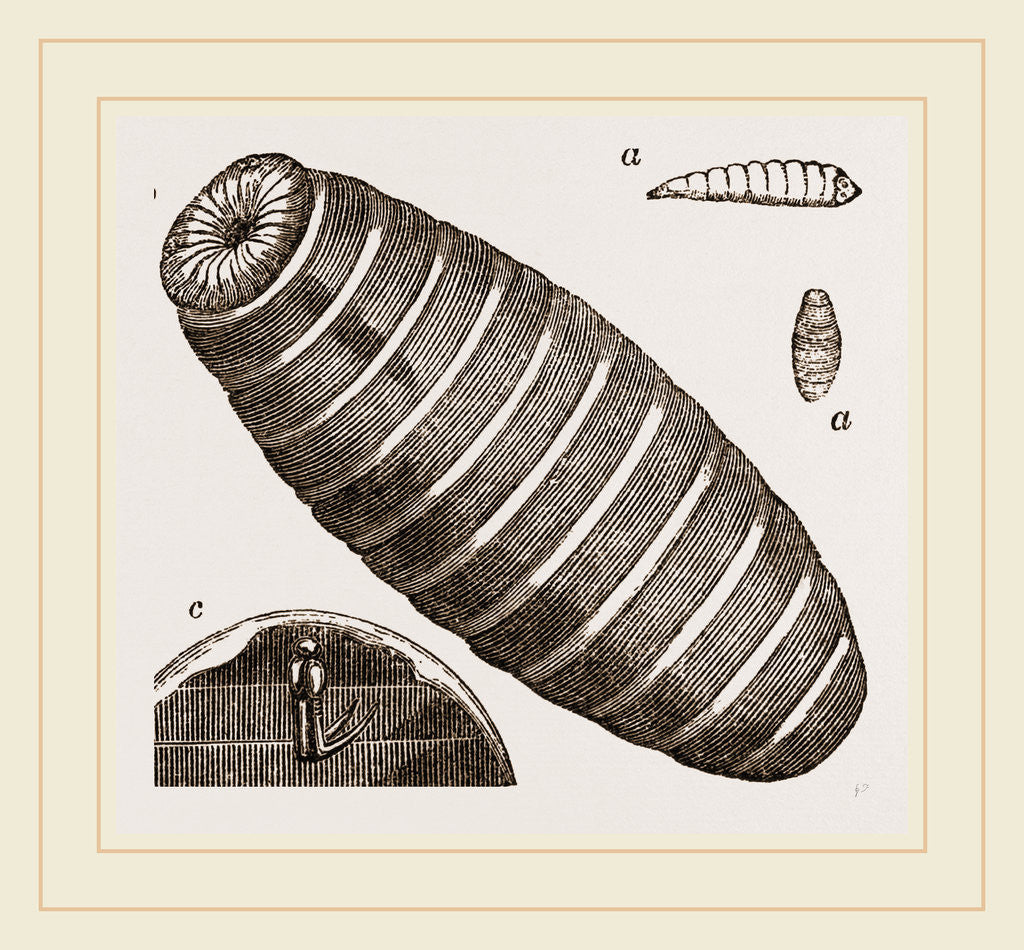 Detail of Pupa of Blow-fly by Anonymous