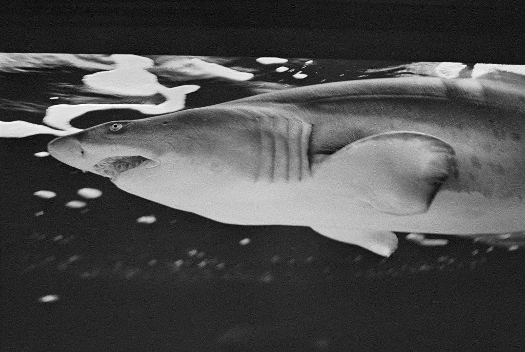 Detail of Tiger Shark by Corbis