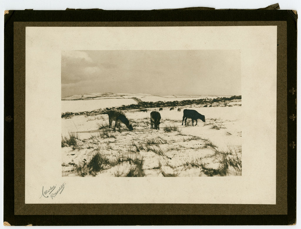 Detail of Cattle feeding in the snow by George Bellett Cowen