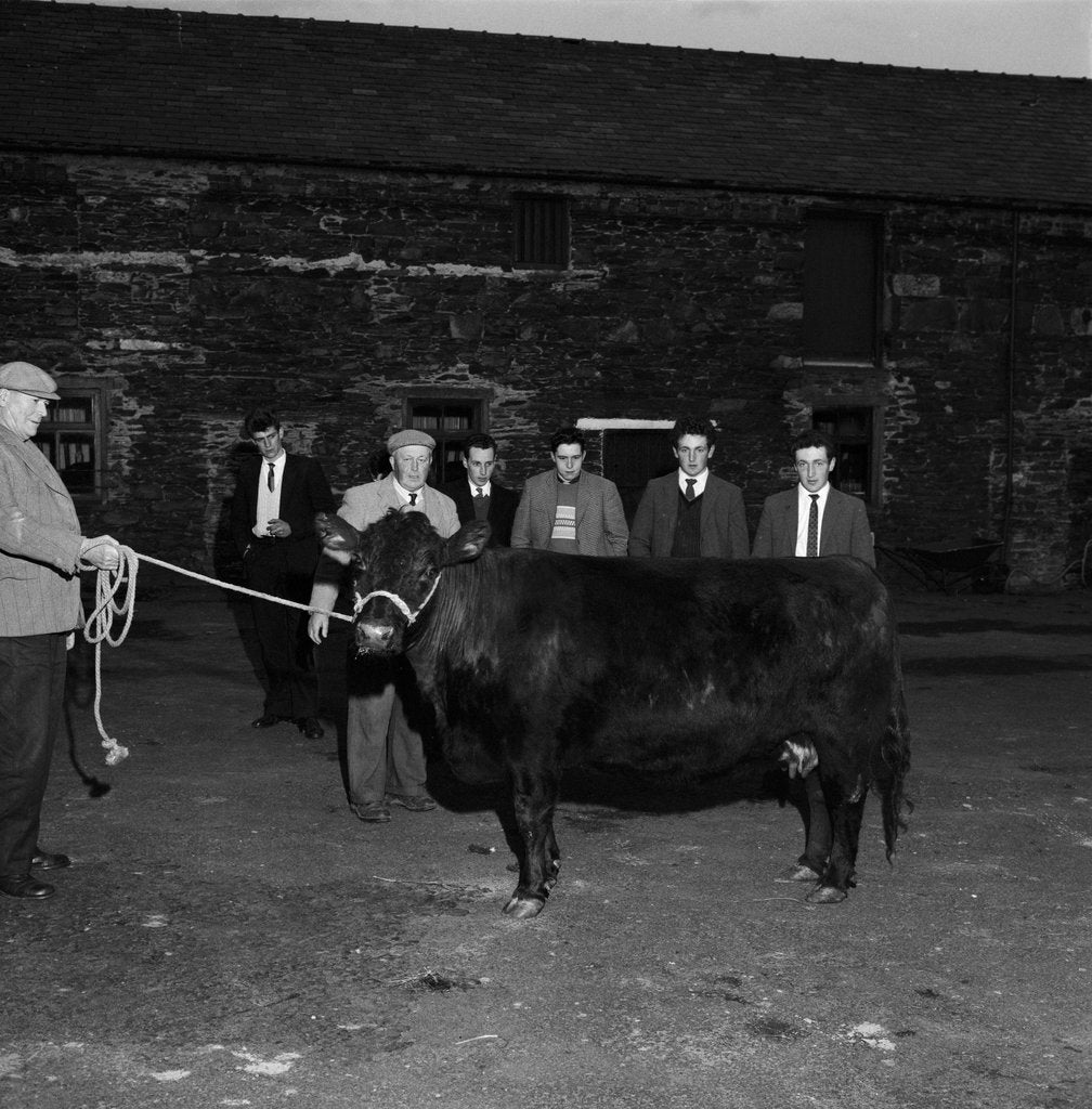 Detail of Knockaloe stock judging competition by Manx Press Pictures