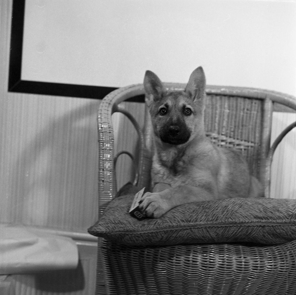 Detail of Puppy in studio, Isle of Man by Manx Press Pictures