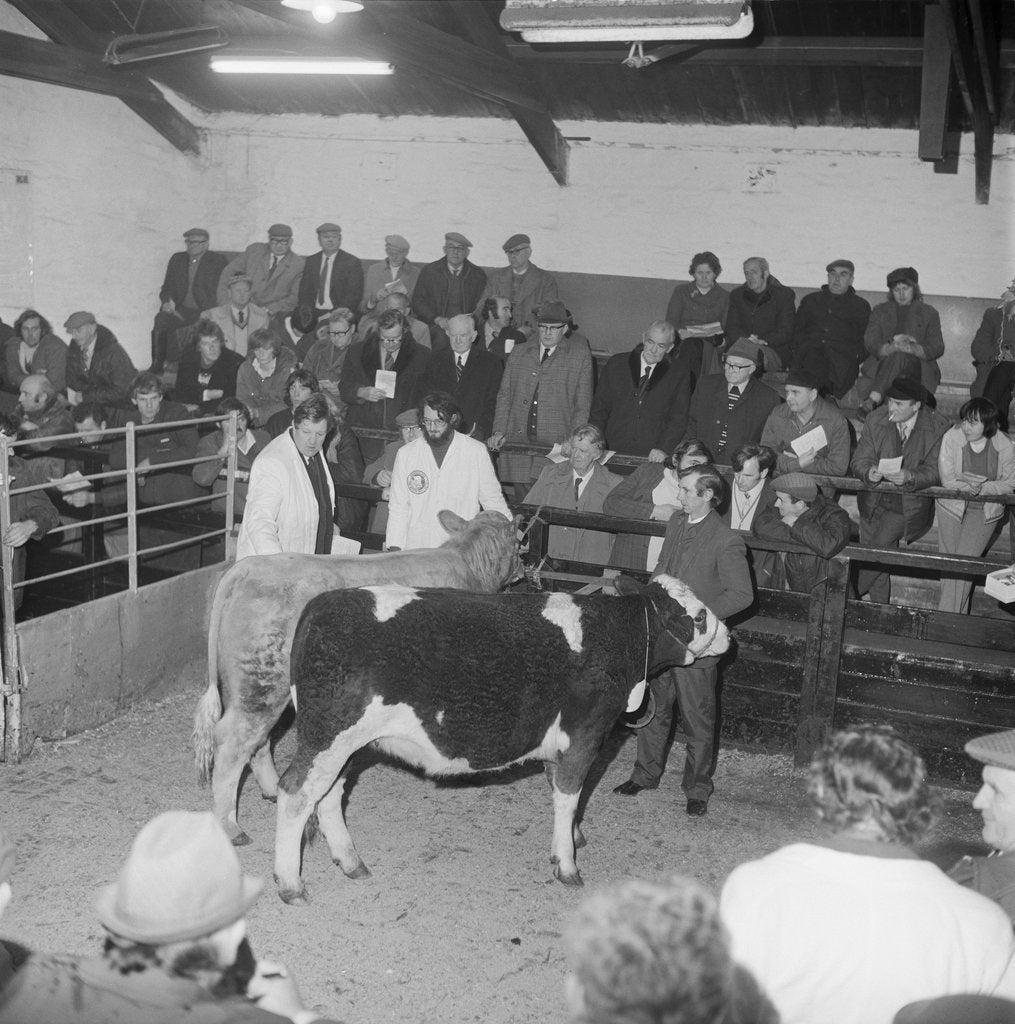 Detail of Cattle Show, Ramsey Mart by Manx Press Pictures