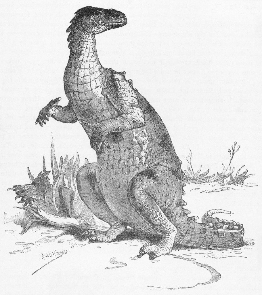 Detail of Illustration of Iguanodon by Corbis