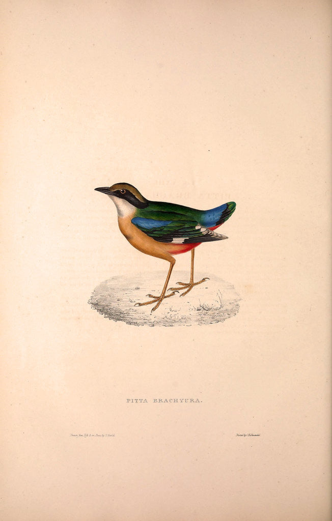 Detail of Pitta Brachyura, Indian Pitta by Elizabeth Gould and John Gould