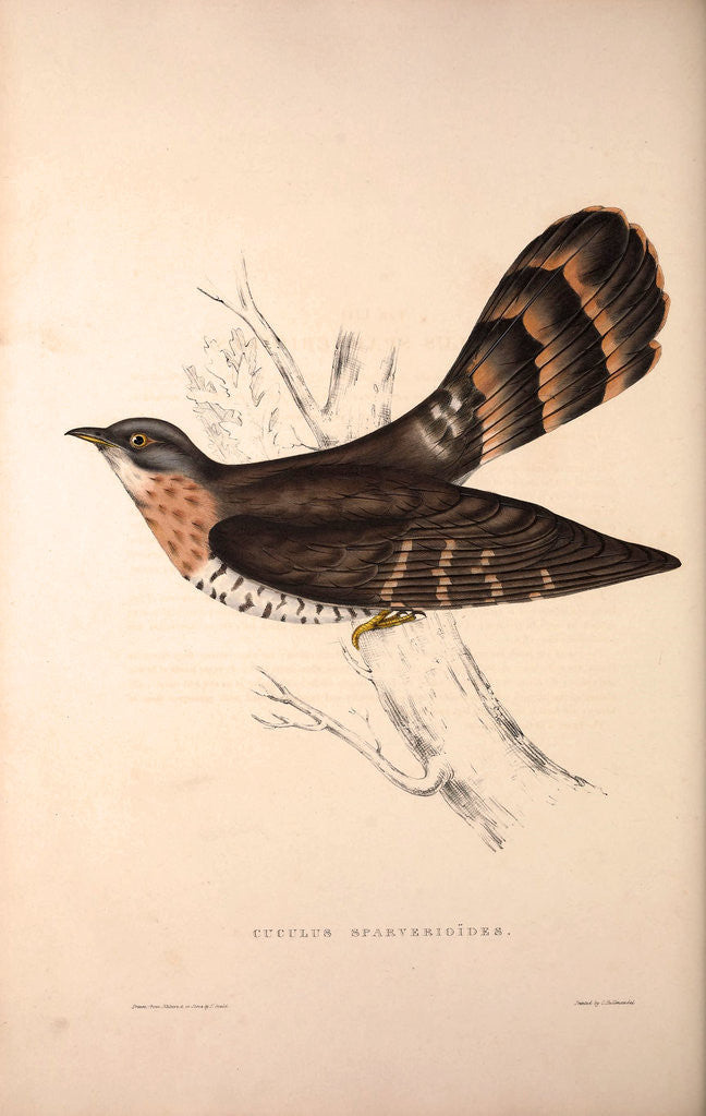 Detail of Cuculus Sparverioides, Large Hawk-Cuckoo,Hierococcyx sparverioides by Elizabeth Gould and John Gould