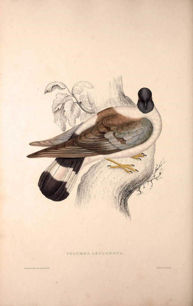 Detail of Columba Leuconota, Snow Pigeon. A species of bird in the Columba genus in the Columbidae family. by Elizabeth Gould and John Gould