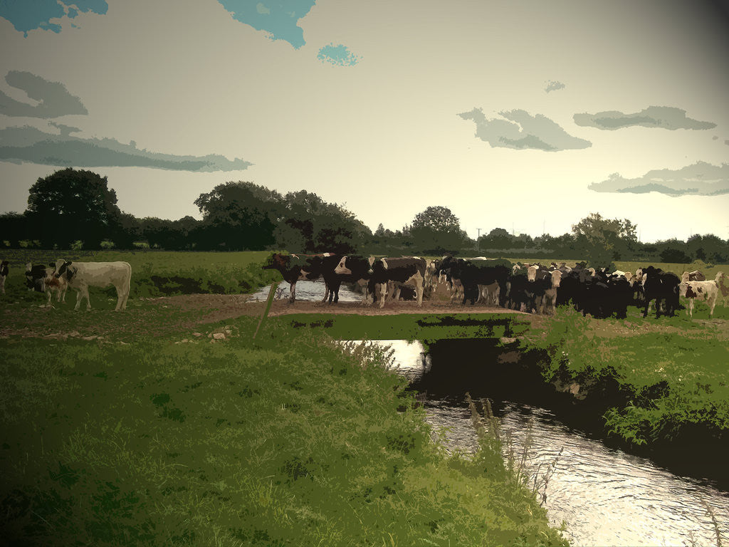 Detail of Cattle Crossing the River Tean by Sarah Smith