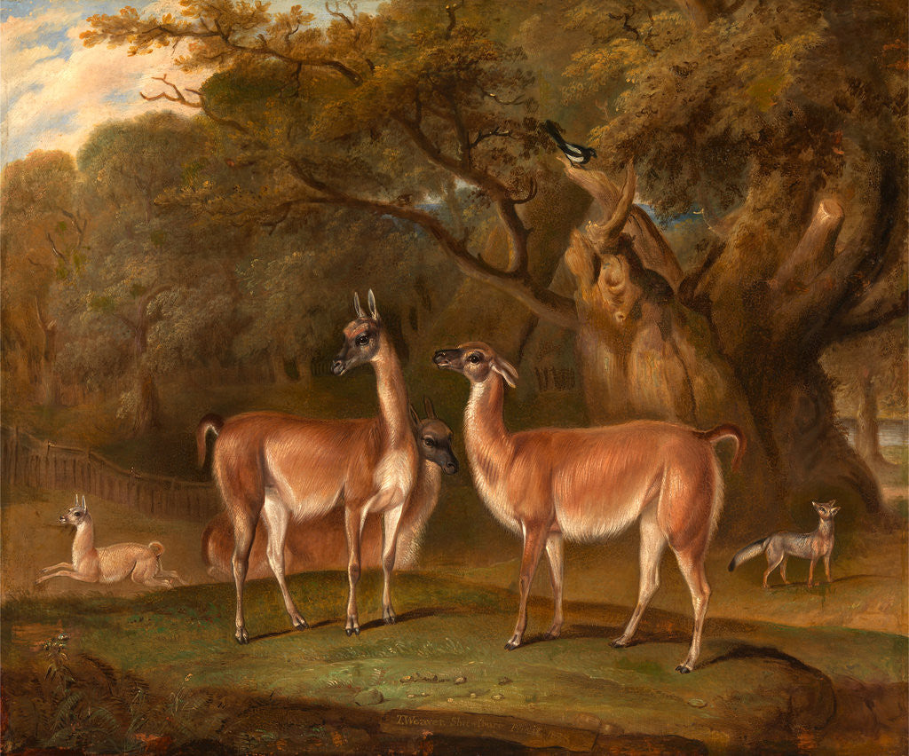 Detail of Llamas and a fox in a wooded landscape Llamas in a park, with a fox and a magpie by Thomas Weaver