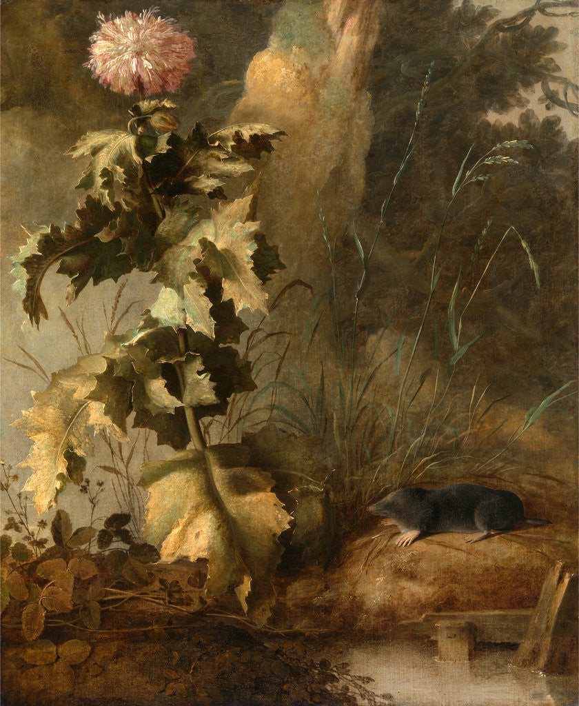 Detail of An Egyptian Poppy and a Water Mole A Thistle and Water Vole by John Crome