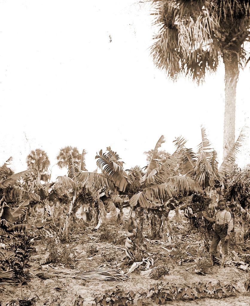 Detail of Banana plantation, Indian River, Jackson, Banana plantations, Waterfronts, Bays, United States, Florida, Indian River, 1880 by William Henry