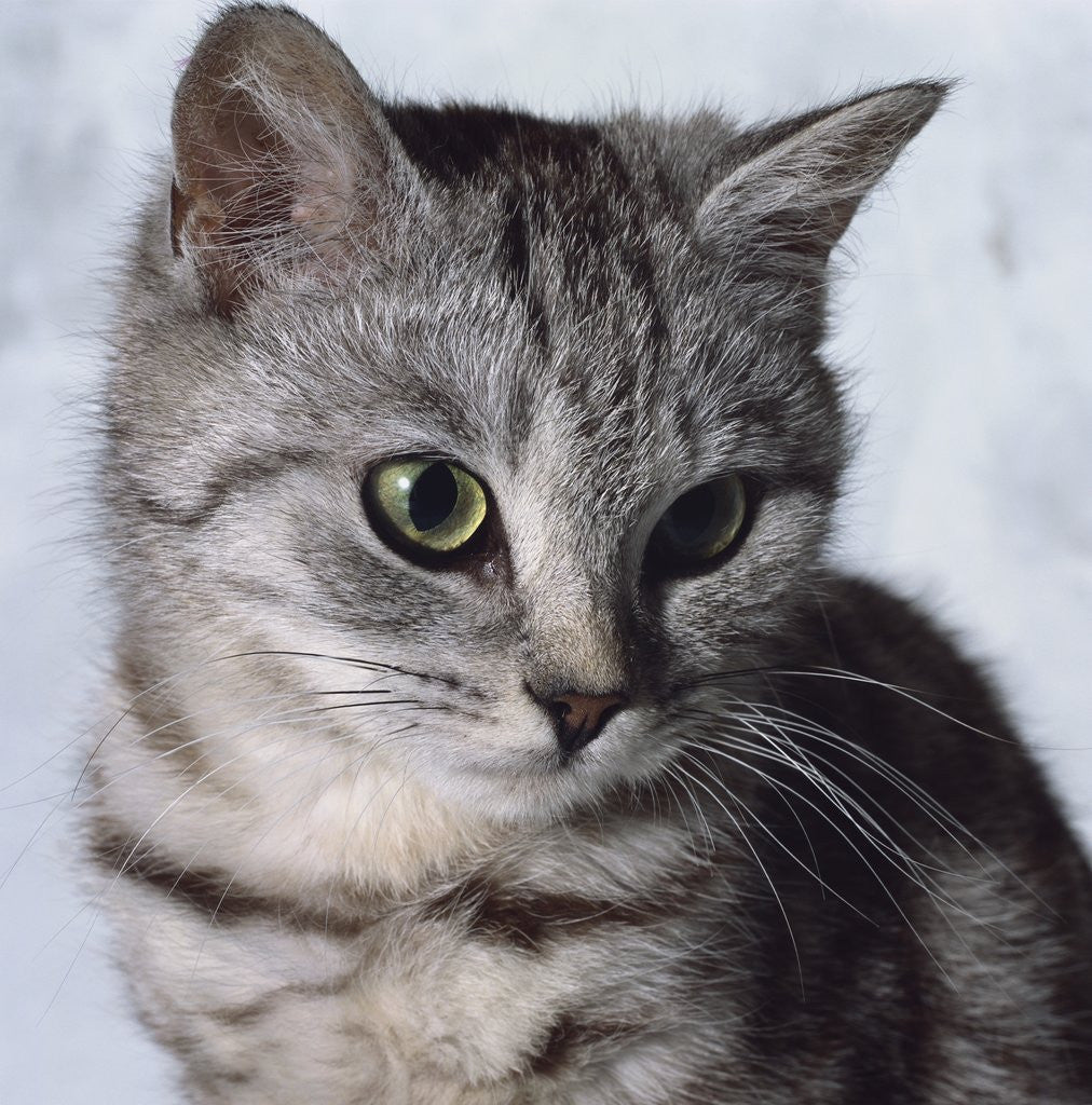 Detail of Grey Tabby Kitten by Corbis