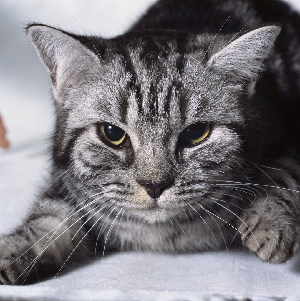 Detail of Grey Tabby Cat Lying Down by Corbis