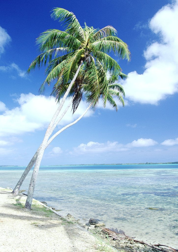 Detail of Palm Trees Along Shoreline by Corbis