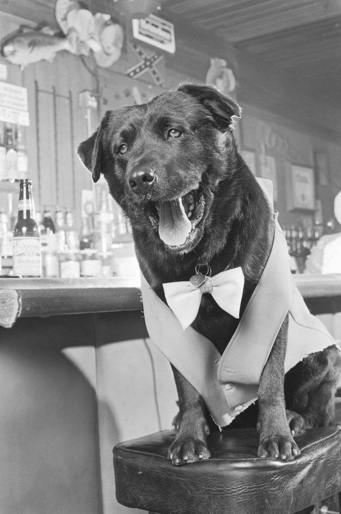 Detail of Bosco the Dog, Mayor of Sunol, California by Corbis