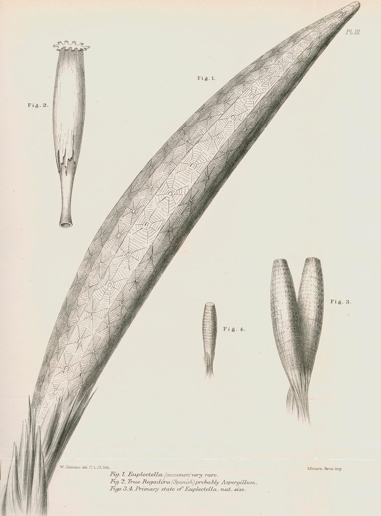 Detail of Specimens of Euplectella [Venus's flower basket] by C L G