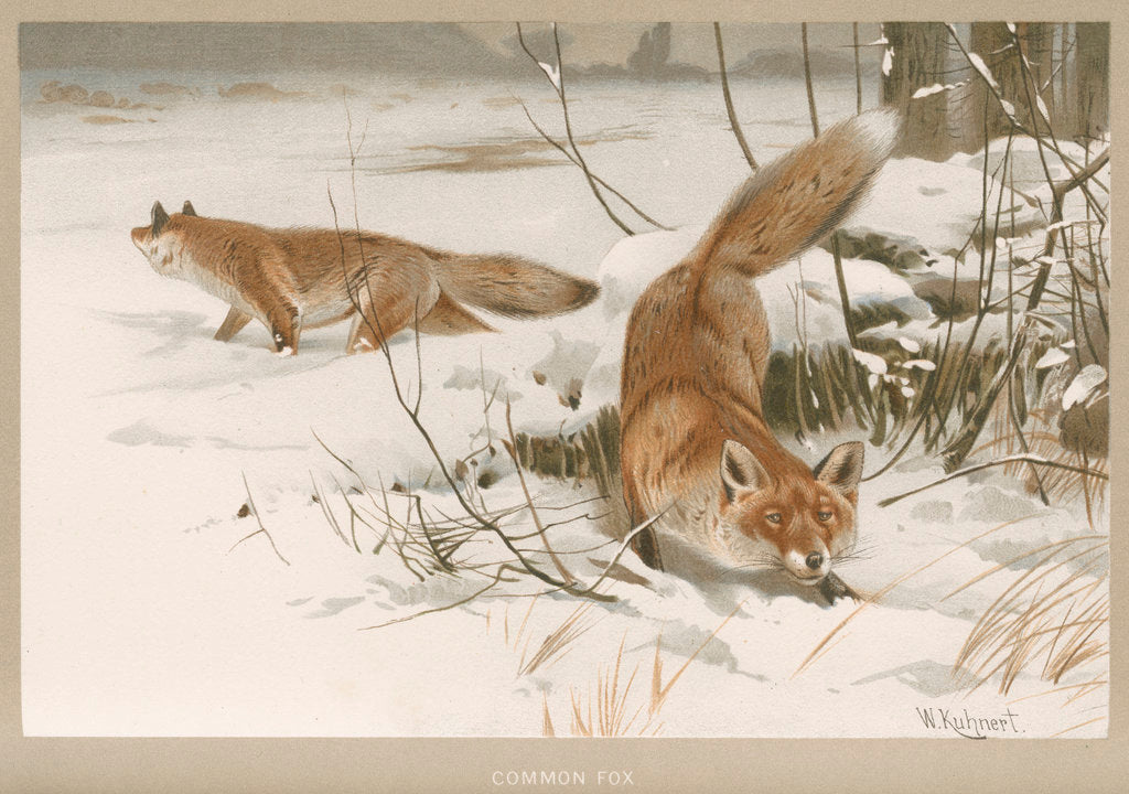 Detail of ‘Common Fox’ by Frederick Warne & Company