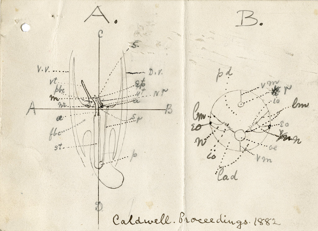 Detail of Structure of the Horseshoe worm by William Hay Caldwell