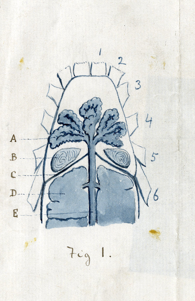 Detail of Coxal glands of the scorpion by Edwin Ray Lankester